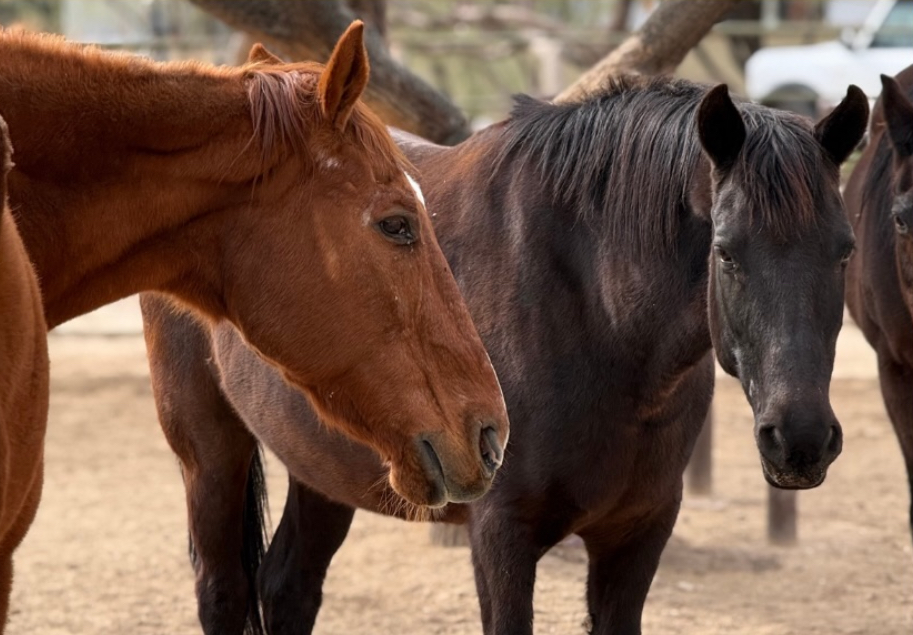 Horses at Equinimity