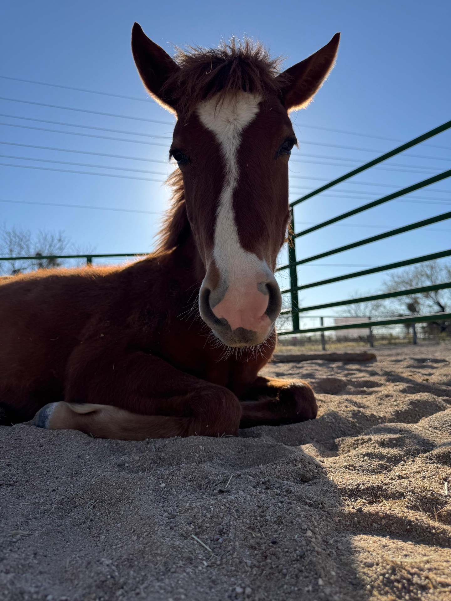 Healing with Horses at Equinimity