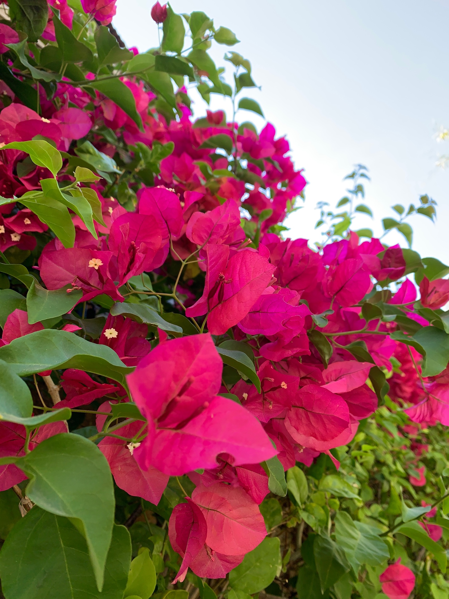 Vibrant pink bougainvillea flowers in full bloom
