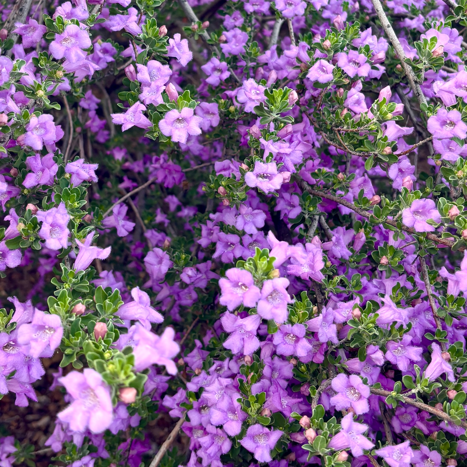 Purple flowering branches