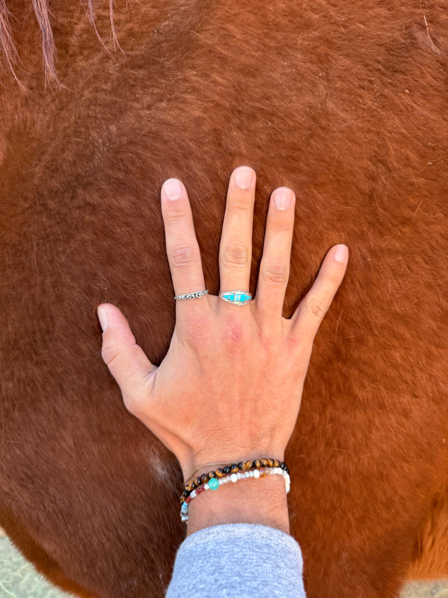 Horses in a field at Equinimity