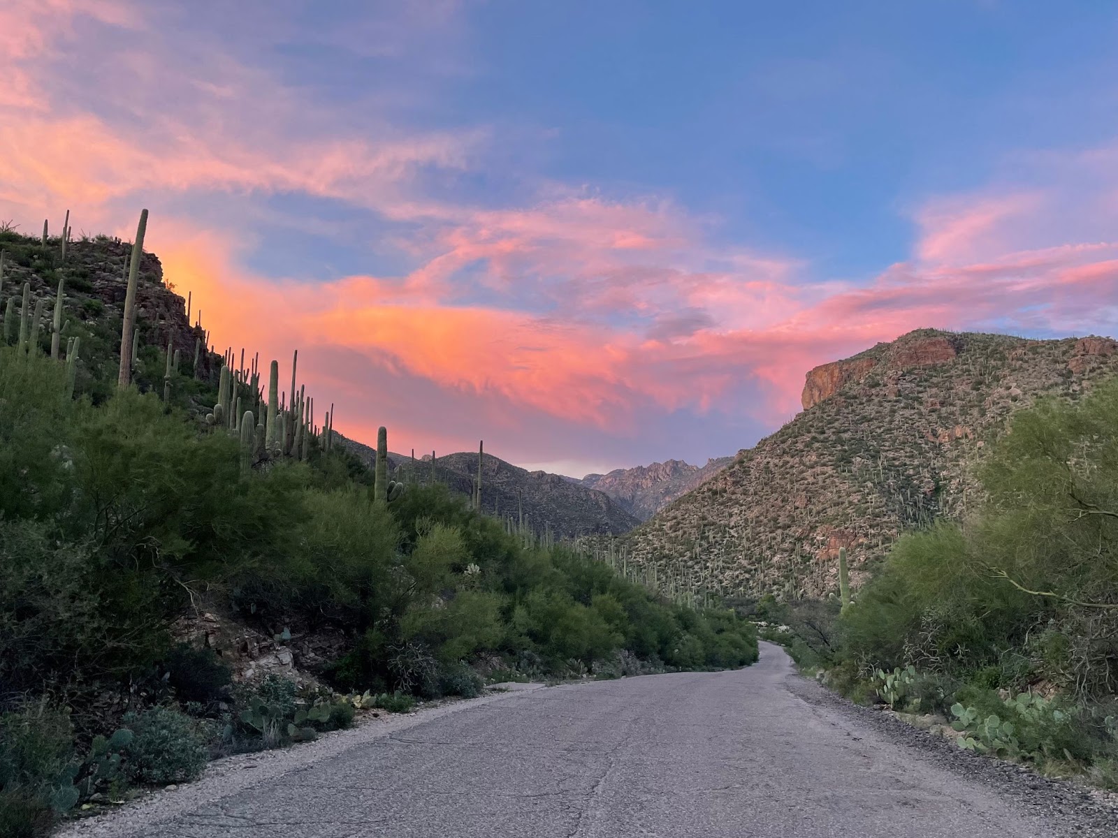 Sabino Canyon sunset with saguaro cacti and mountains in Tucson, Arizona