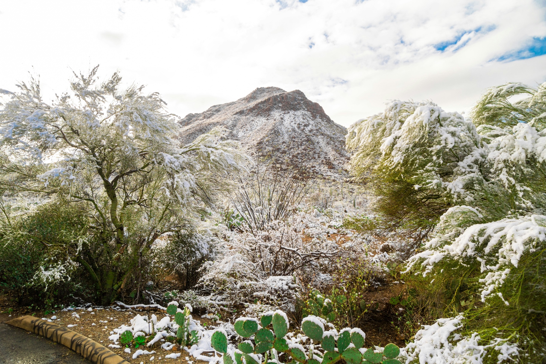 Snow-dusted desert landscape with cacti and mountains in Tucson